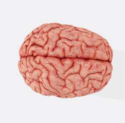 Нейропластичность мозга