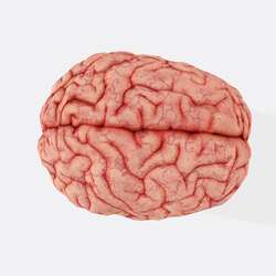 Нейропластичность мозга
